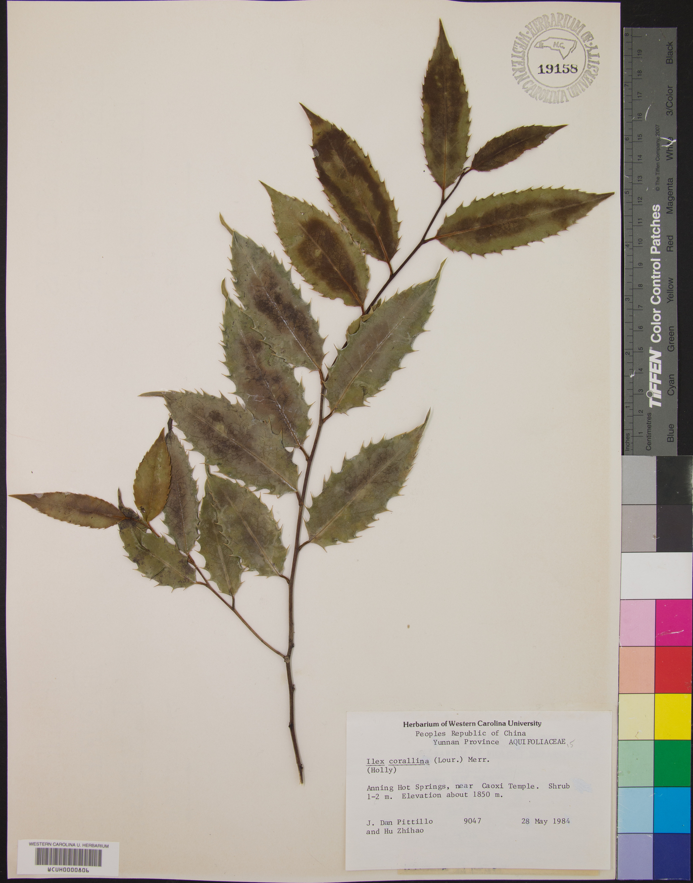 Ilex corallina image