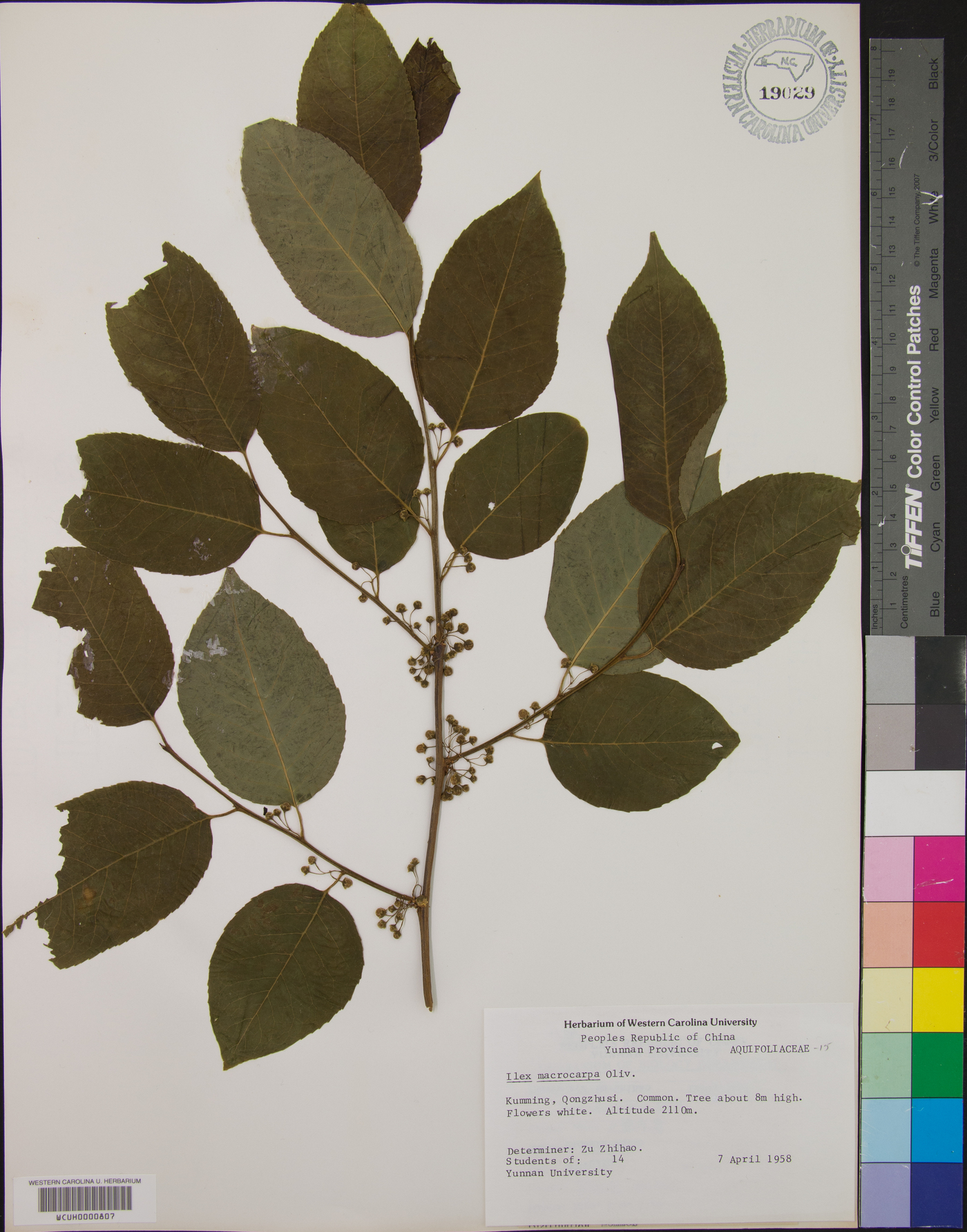 Ilex macrocarpa image