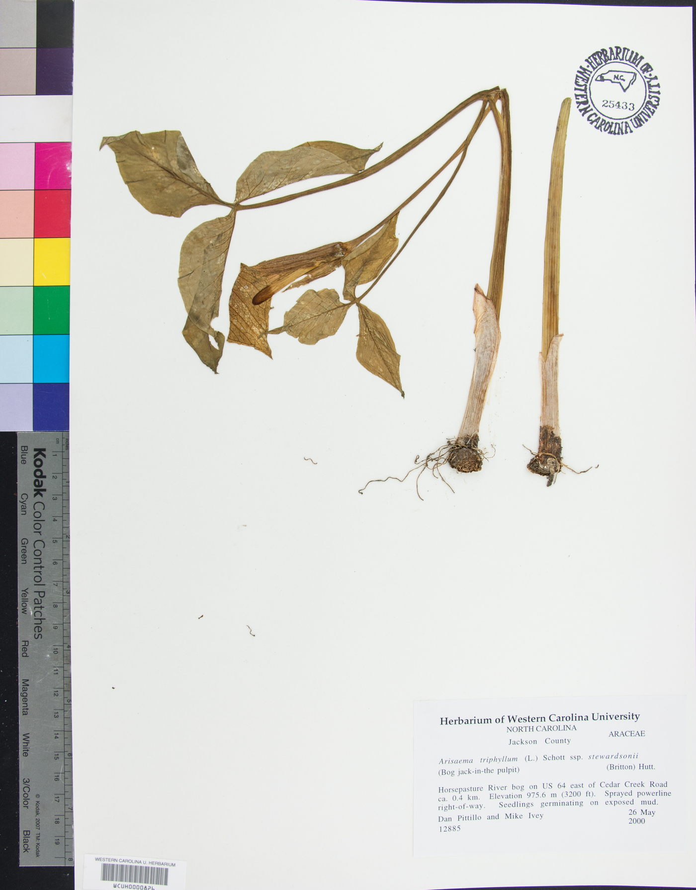 Arisaema triphyllum subsp. stewardsonii image