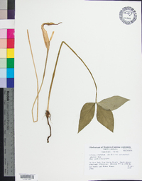 Arisaema triphyllum subsp. stewardsonii image