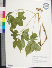 Aralia nudicaulis image