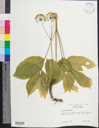 Aralia nudicaulis image