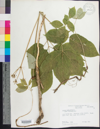 Aralia nudicaulis image