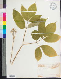 Aralia nudicaulis image