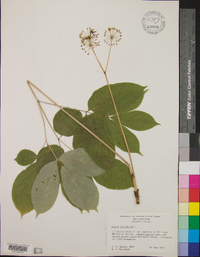 Aralia nudicaulis image