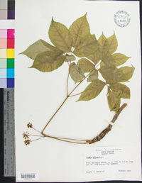 Aralia nudicaulis image