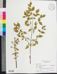 Aralia spinosa image