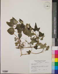 Hedera nepalensis image