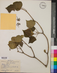 Hedera helix image