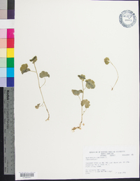 Hydrocotyle americana image