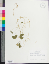 Hydrocotyle americana image