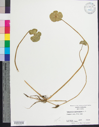 Hydrocotyle ranunculoides image