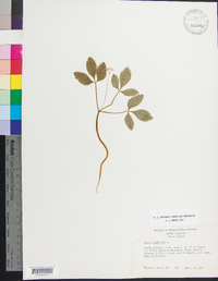 Panax trifolius image