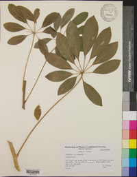 Schefflera actinophylla image