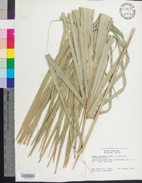 Sabal palmetto image