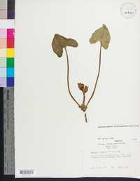 Hexastylis arifolia image