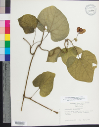 Aristolochia macrophylla image