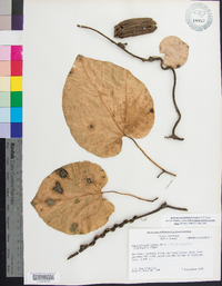 Aristolochia macrophylla image