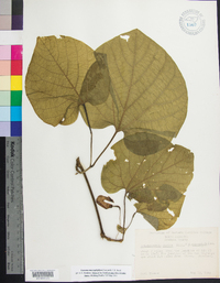 Aristolochia macrophylla image