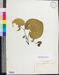 Aristolochia macrophylla image