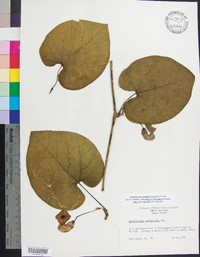 Aristolochia macrophylla image