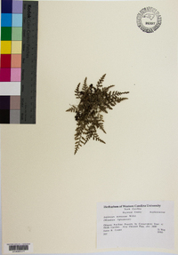 Asplenium montanum image