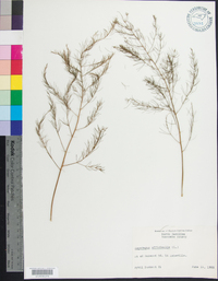 Asparagus officinalis image