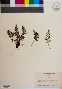 Asplenium montanum image