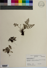 Asplenium montanum image