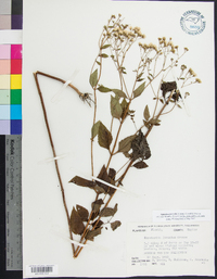 Ageratina jucunda image