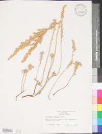 Artemisia frigida image