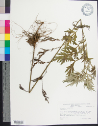 Artemisia vulgaris image