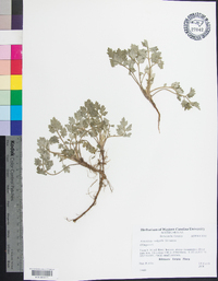 Artemisia vulgaris image