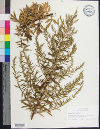 Artemisia vulgaris image