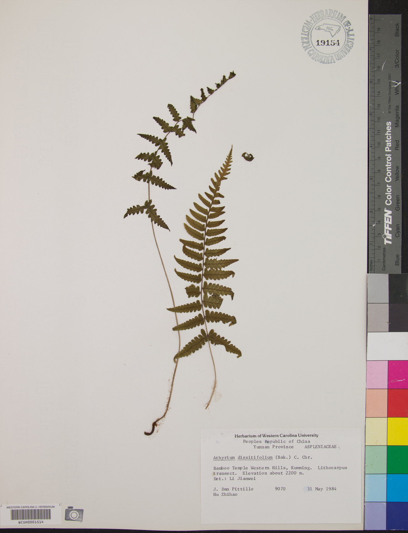 Athyrium dissitifolium image