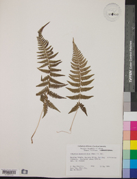 Athyrium dissitifolium image