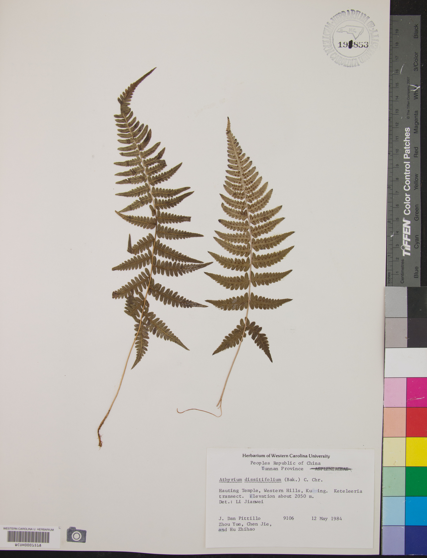 Athyrium dissitifolium image