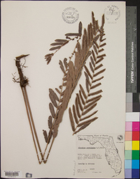 Blechnum serrulatum image