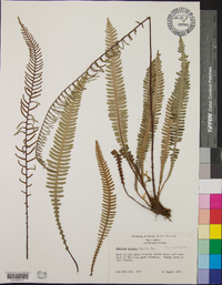 Blechnum spicant image