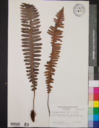 Blechnum discolor image