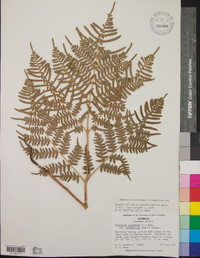 Pteridium aquilinum subsp. latiusculum image