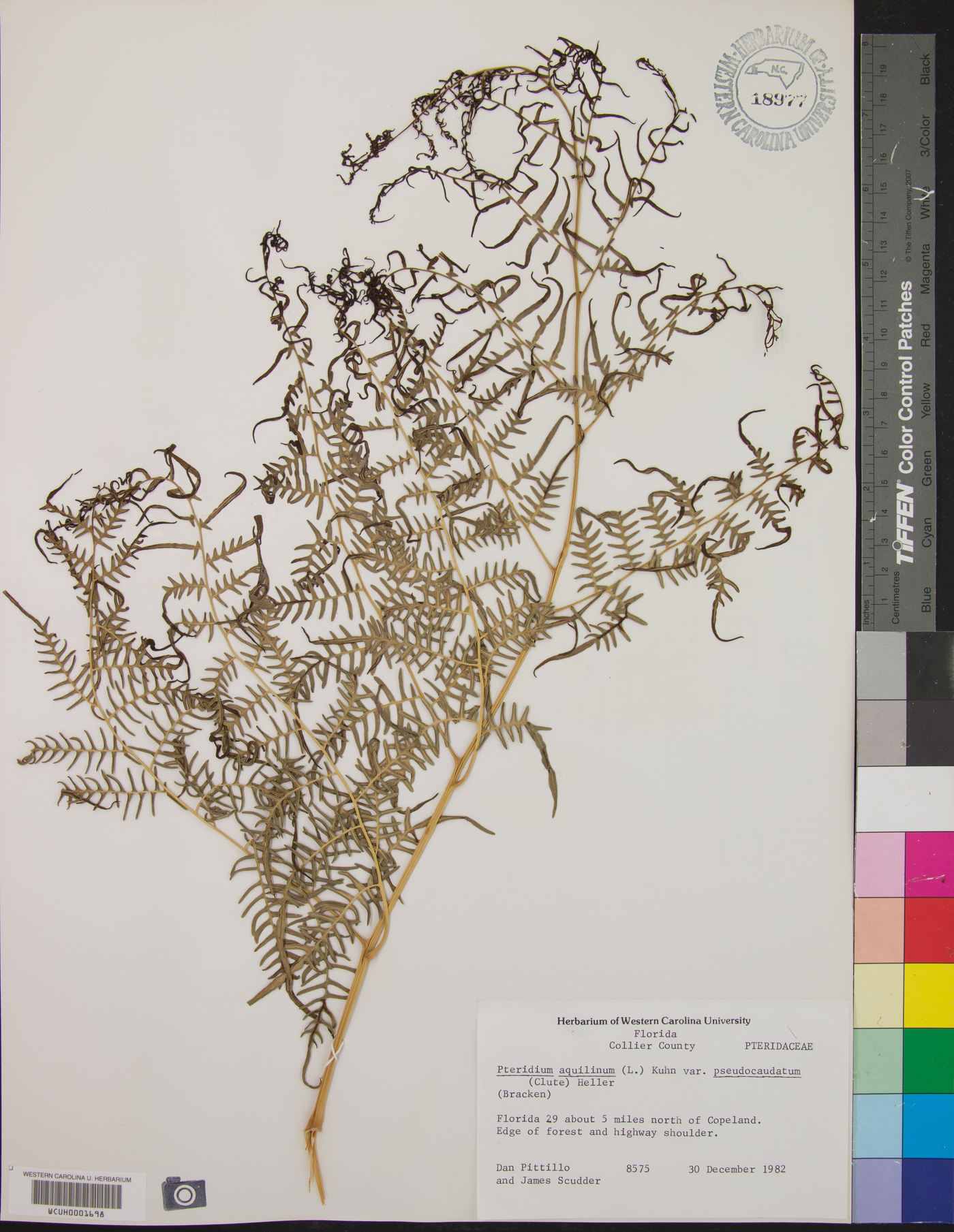 Pteridium esculentum subsp. esculentum image