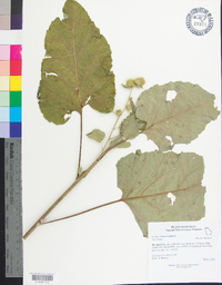 Arctium minus image