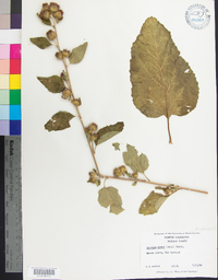 Arctium minus image