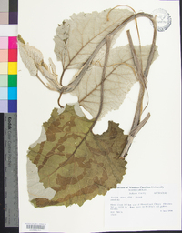 Arctium minus image