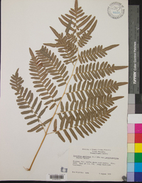 Pteridium aquilinum var. pubescens image