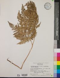 Pteridium aquilinum var. latiusculum image