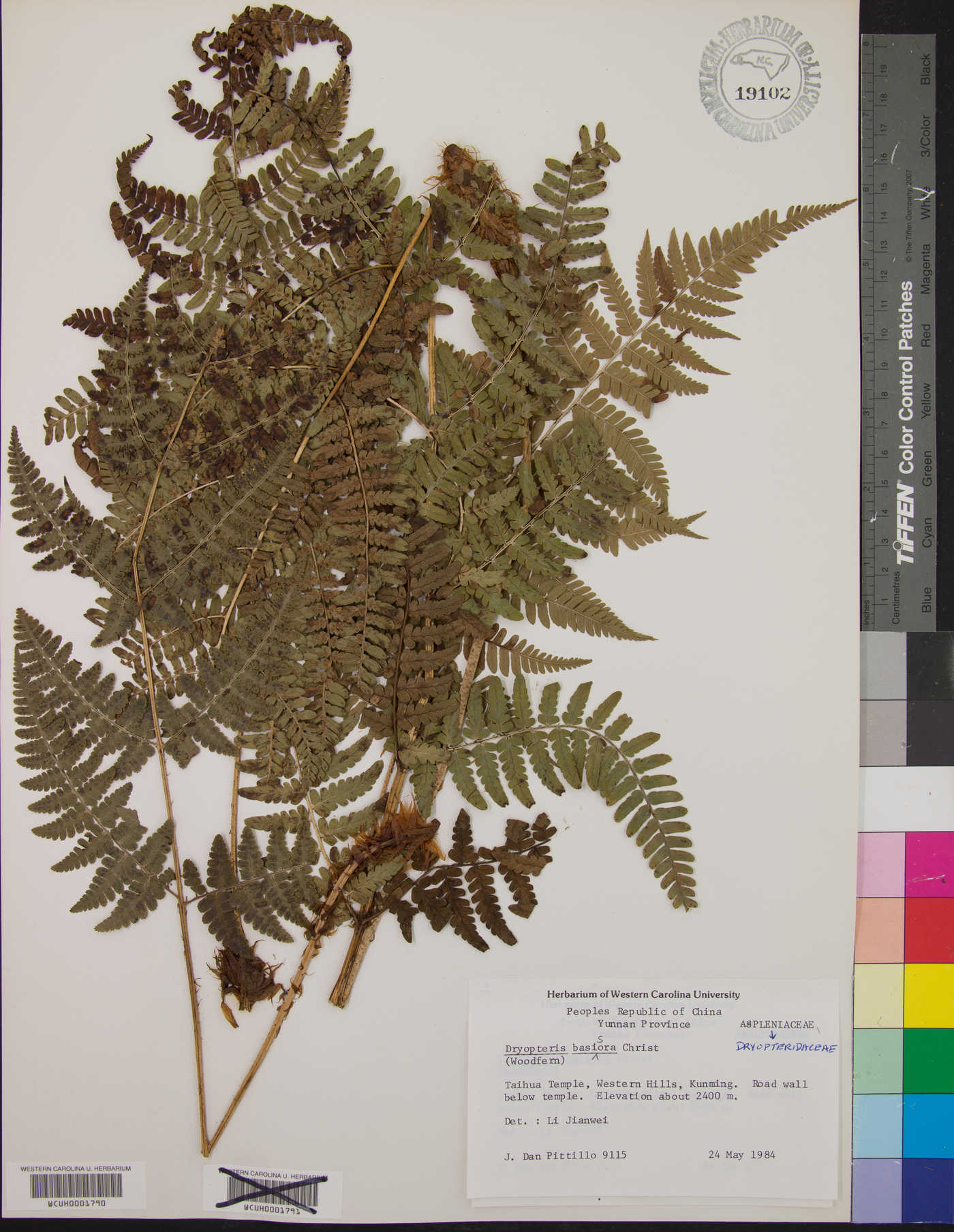 Dryopteris pseudovaria image