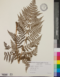 Dryopteris campyloptera image