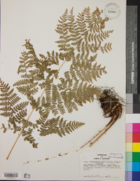 Dryopteris campyloptera image